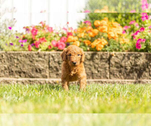Medium Photo #7 Goldendoodle Puppy For Sale in NAPPANEE, IN, USA