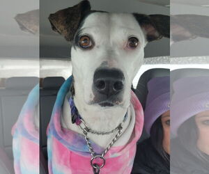 Piper Jo - Female Catahoula Leopard Dog-Whippet Mix Dog for Adoption - Photo #4