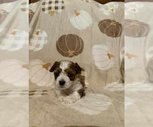 Medium Photo #1 Papitese Puppy For Sale in ORANGEBURG, SC, USA