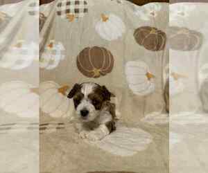 Papitese Puppy for sale in ORANGEBURG, SC, USA