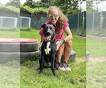 Small #24 Labrador Retriever Mix