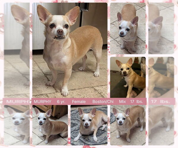 Medium Photo #1 Boston Huahua Puppy For Sale in Mesa, AZ, USA