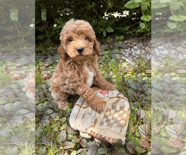 Medium Photo #2 Goldendoodle (Miniature) Puppy For Sale in MIDDLEBURY, IN, USA