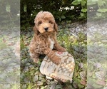 Small #1 Goldendoodle (Miniature)