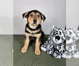 Golden Shepherd Puppy for sale in FRANKLIN, IN, USA