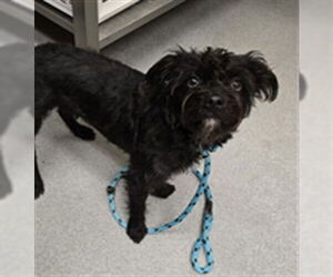 Miniature Schnauzer-Unknown Mix Dogs for adoption in Rancho Cucamonga, CA, USA