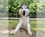Small #1 Alusky