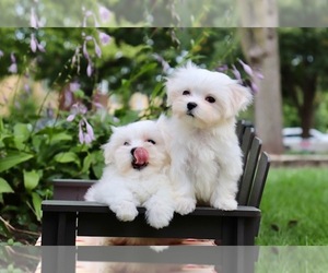 Maltese Puppy for sale in CHICAGO, IL, USA