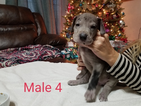 Medium Photo #3 Great Dane Puppy For Sale in ARCHERS LODGE, NC, USA