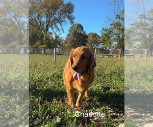 Mother of the Golden Retriever puppies born on 10/28/2025