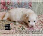 Small Photo #16 Maltese Puppy For Sale in MOUNTAIN GROVE, MO, USA