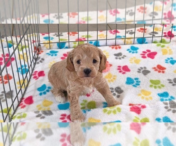 Medium Photo #9 Cavapoo mix (+ Poodle Miniature) Puppy For Sale in ORO VALLEY, AZ, USA