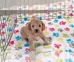 Small #8 Cavapoo mix (+ Poodle Miniature)