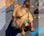 Small #2 Black Mouth Cur Mix
