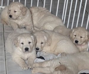 Golden Retriever Litter for sale in MODESTO, CA, USA