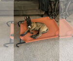 Small #17 German Shepherd Dog