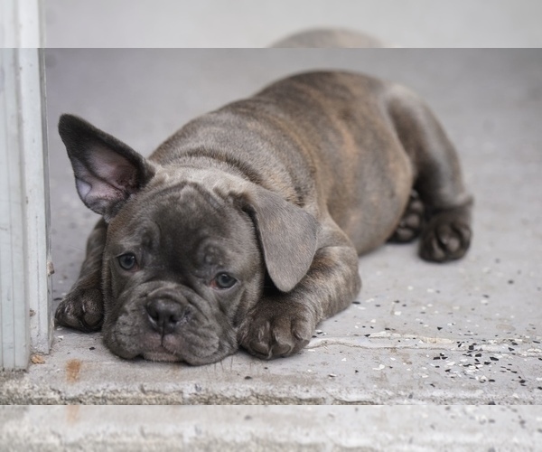 Medium Photo #1 French Bulldog Puppy For Sale in TAMPA, FL, USA