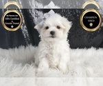 Puppy Sasha AKC Maltese