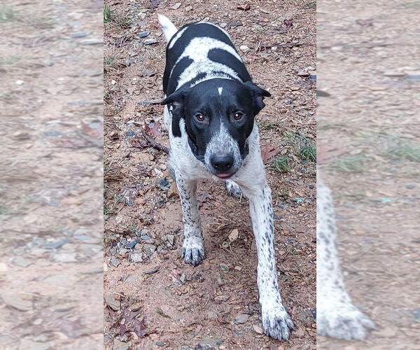 Medium Photo #2 Mutt Puppy For Sale in Boston, MA, USA