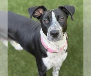 Dotty - Female Pointer-Unknown Mix Dog for Adoption - Photo #4