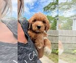 Small Photo #12 Goldendoodle Puppy For Sale in TOLEDO, OH, USA