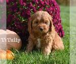 Small Photo #1 Cocker Spaniel-Poodle (Miniature) Mix Puppy For Sale in MIFFLINBURG, PA, USA