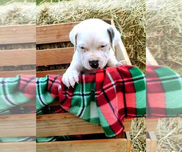 Medium Photo #4 American Bandogge Puppy For Sale in TOMBALL, TX, USA