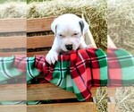 Small Photo #4 American Bandogge Puppy For Sale in TOMBALL, TX, USA