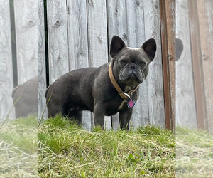 Mother of the French Bulldog puppies born on 05/21/2025