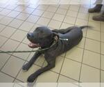 Small American Pit Bull Terrier Mix
