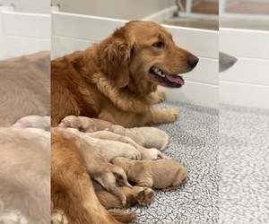 Golden Retriever Puppy for sale in VALLEJO, CA, USA