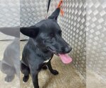 Small #2 German Shepherd Dog-Huskies  Mix