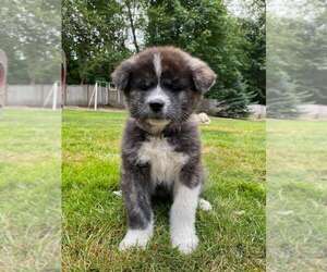 Akita Puppy for Sale in MARYSVILLE, Washington USA