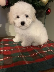 Maltese-Poodle (Toy) Mix Puppy for sale in RICHMOND, IL, USA