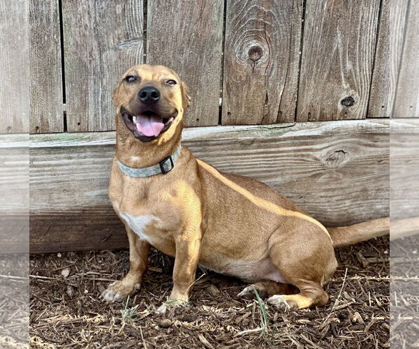 Medium Photo #1 Chiweenie Puppy For Sale in Houston, TX, USA