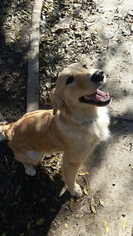 Golden Retriever Puppy for sale in PUEBLO, CO, USA