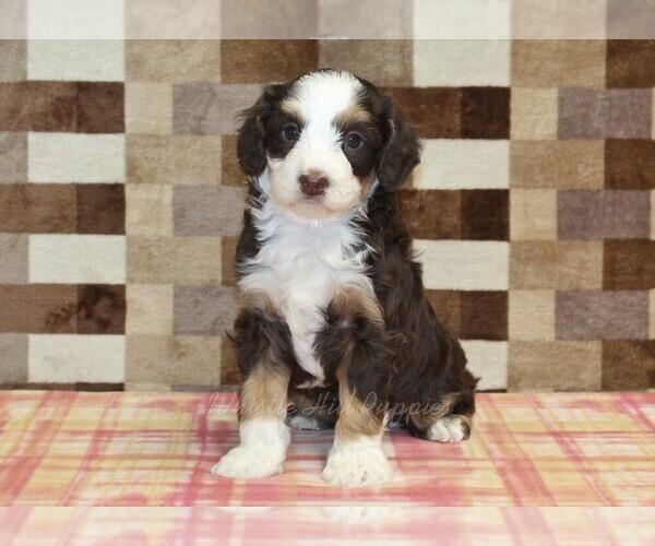 Medium Photo #3 Bernedoodle (Miniature) Puppy For Sale in DENVER, PA, USA