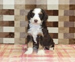 Small #2 Bernedoodle (Miniature)