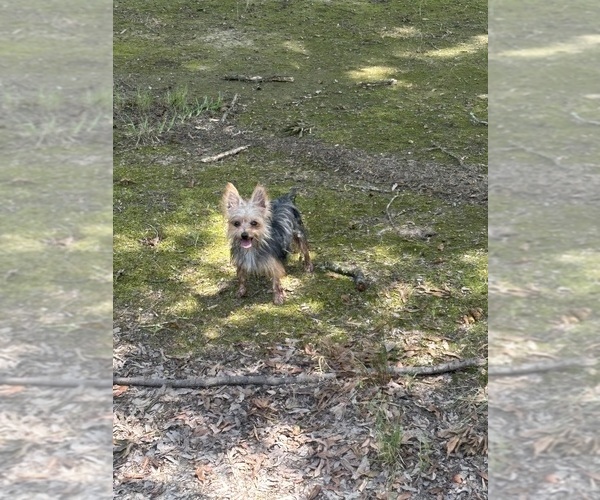 Medium Photo #1 Yorkshire Terrier Puppy For Sale in DENHAM SPRINGS, LA, USA