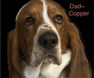 Father of the Basset Hound puppies born on 12/18/2025