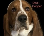 Small Photo #1 Basset Hound Puppy For Sale in OKMULGEE, OK, USA