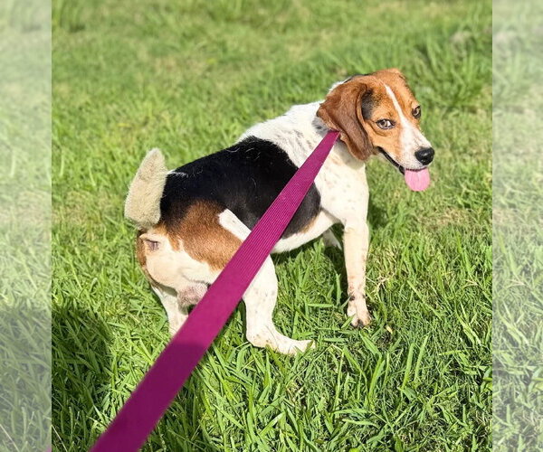Medium Photo #4 Beagle-Unknown Mix Puppy For Sale in Oakhurst, NJ, USA