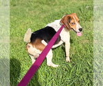 Small #3 Beagle Mix