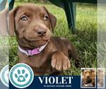 Small #1 Labrador Retriever Mix