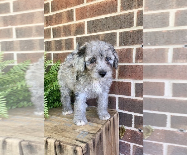 Medium Photo #5 Aussiedoodle Miniature  Puppy For Sale in KNOB NOSTER, MO, USA