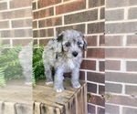 Small Photo #5 Aussiedoodle Miniature  Puppy For Sale in KNOB NOSTER, MO, USA