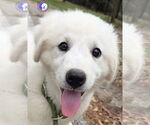 Small #1 Great Pyrenees