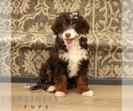 Small Bernedoodle (Miniature)