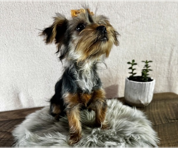 Medium Photo #2 Yorkshire Terrier Puppy For Sale in NAPPANEE, IN, USA