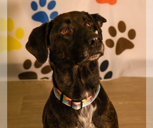Medium Photo #6 Labrador Retriever-Plott Hound Mix Puppy For Sale in Brooklyn Center, MN, USA
